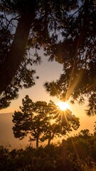 Golden sunburst through silhouetted pine trees at sunset over a misty mountain landscape
