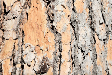 A beautiful natural background from a section of a Siberian pine trunk
