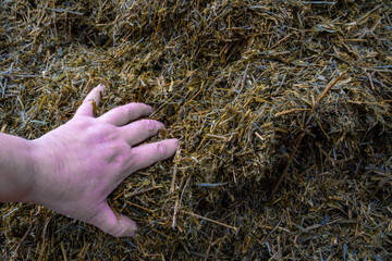 a pile of alfalfa hayloft for feeding dairy cows on the feeding area