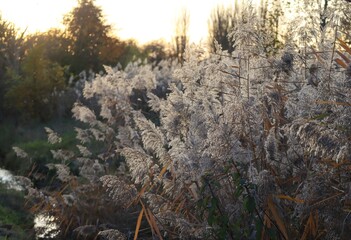 Mayflies dance in the Autumn evening