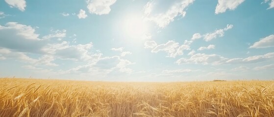 Sunlit ripening wheat amidst blue clouds