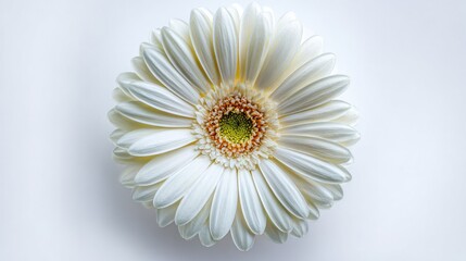 Close up of a white gerbera daisy flower against a clean white background
