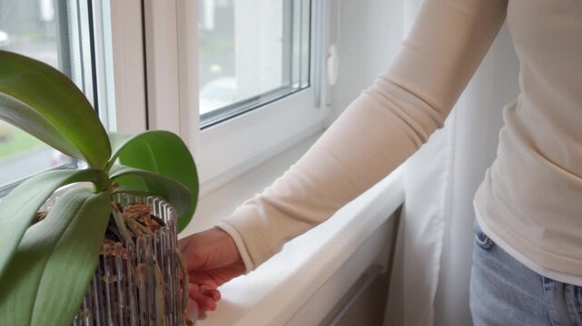 A Squeaky Adjustment: Woman Slides Potted Orchid on a Windowsill.
