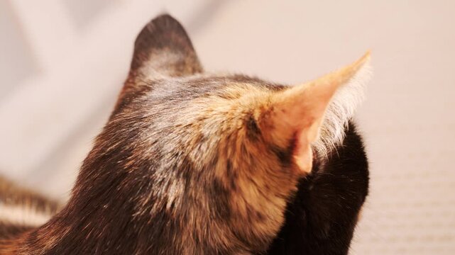 closeup domestic cat's ear, feline's sharp sense hearing, adult domestic tortoiseshell cat, domestic comfort in home setting, Pet's relaxing moment, keeping four-legged pet, Still life peaceful feline