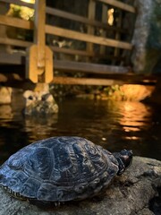 turtles in the water