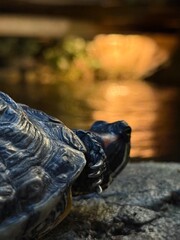 turtle on the stone