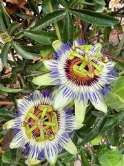 flower of the flower