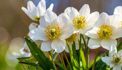 Obraz premium white spring flowers
