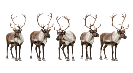 Five reindeer standing together transparent background cutout png