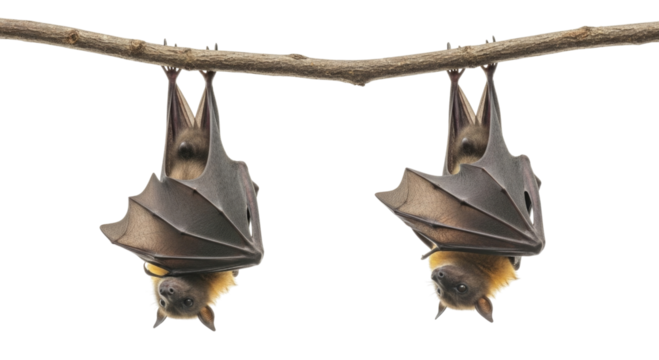 Two bats hanging upside down on a branch transparent background cutout png - Powered by Adobe