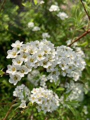 Beautiful white blossoms of bridal wreath spirea