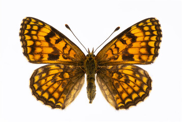 Melitaea diamina codinai museum specimen, preserved butterfly from Ports de Tortosa, Spain, isolated on white background