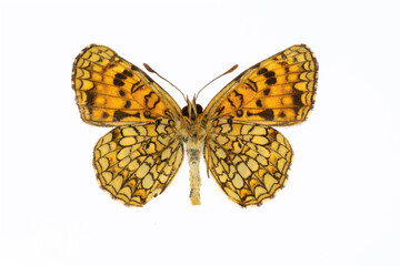 Melitaea diamina codinai museum specimen, preserved butterfly from Ports de Tortosa, Spain, isolated on white background