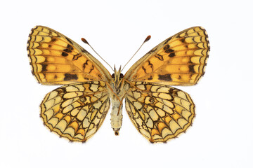 Melitaea diamina codinai museum specimen, preserved butterfly from Ports de Tortosa, Spain, isolated on white background