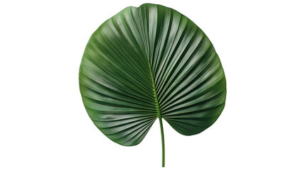 Naklejka premium Green fan palm leaf isolated on a transparent white background, clipping path