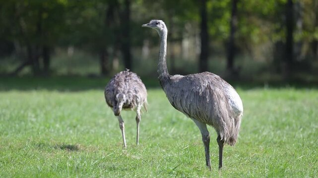 Two Lesser rhea walking and observing in a plain. Pterocnemia pennata, R&eacute;serve zoologique de la Haute-Touche, Azay le Ferron, Indre 36, r&eacute;gion Centre Val de Loire, France, European Union, Europe