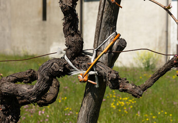 La storia del vigneto in Italia