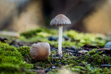 Mushrooms Amid Green Moss on Damp Woodland Floor, Close Up