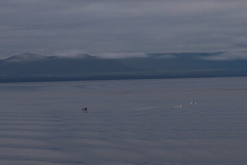 Obraz premium Distant orca above the surface on vast and foggy inside passage view