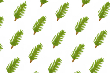 Repeating fir tree branches creating a seamless pattern, green coniferous texture with transparent background
