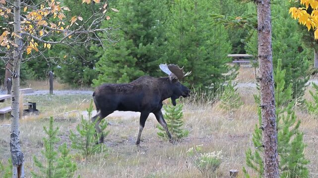 Bull Moose in Picnic Area