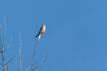 The common kestrel Falco tinnunculus rests on a thin branch high above the ground. Its reddish-brown feathers contrast against the blue sky.