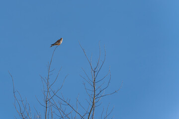 A kestrel Falco tinnunculus balances on a slender treetop branch with the clear blue sky as a backdrop. The birds posture shows elegance and control.