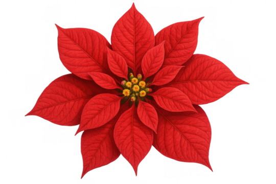 Poinsettia christmas star flower with vibrant red bracts, traditional festive plant, transparent background - Powered by Adobe