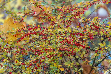 Bright red berries of the European barberry Berberis vulgaris hang among yellow and green leaves....