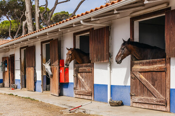 Horses in the stable in a typical Portuguese farm.