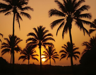 Obraz premium palm tree silhouette at sunset. Silhouette of palm trees at tropical sunrise or sunset