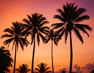 Obraz premium palm tree silhouette at sunset. Silhouette of palm trees at tropical sunrise or sunset