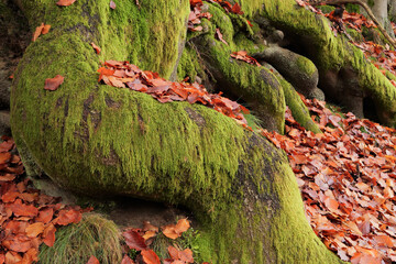 Moss-covered tree roots with fallen autumn leaves — close-up of natural forest textures showing contrast between vivid green moss and orange foliage