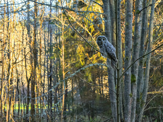 Ural owl perched on a branch in a sunlit forest — calm wildlife moment in natural woodland habitat, captured in warm evening light