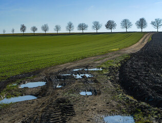 Muddy rural road between green and plowed fields with puddles reflecting the sky, and a row of bare trees on the horizon — calm countryside landscape