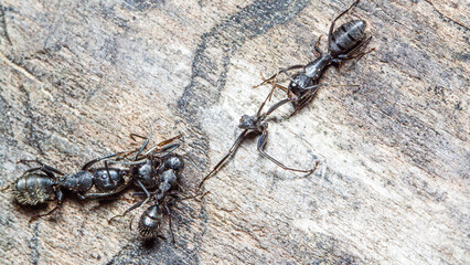 ant on a chain