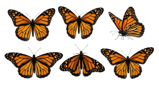 Butterfly isolated on transparent background