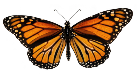 Butterfly isolated on transparent background