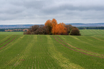 Autumnal Field With Cluster Of Orange Trees Amid Rolling Green Hills And Cloudy Sky