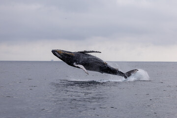 humpback wale breaching, jumping out of the water, Santa Barbara, California, USA