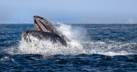 humpback lunge feeding, Santa Barbara, Californiam USA 