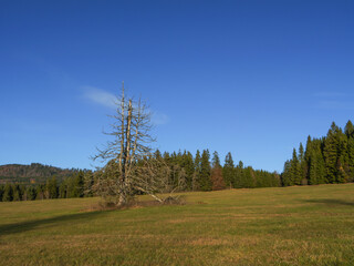Lonely dead tree standing on a mountain meadow surrounded by evergreen forest under a clear blue sky — peaceful natural landscape in autumn light