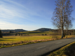 Scenic rural road with birch trees and rolling meadows under a clear blue sky — peaceful countryside landscape in warm afternoon light