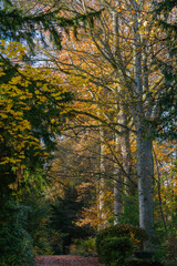 Fototapeta premium Buchen und Birken leuchten im Herbstlicht, traumhaft überraschend