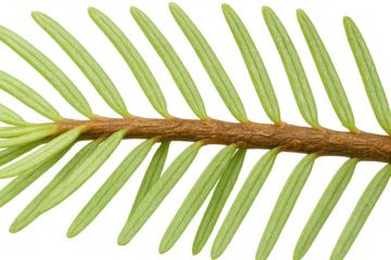 Young fir branch showing fresh green needles and brown bark texture on transparent background