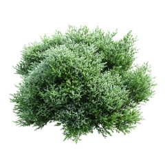 Obraz premium A single green oak tree standing alone isolated on a transparent background