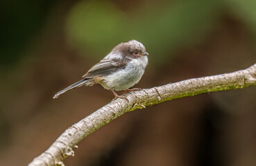 Long tailed tit baby perched on a branch