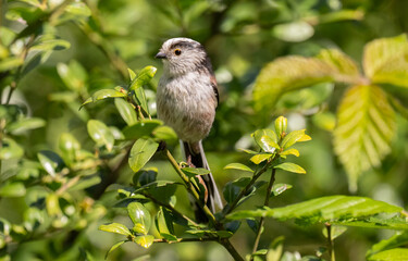 Long tailed tit baby perched on a branch
