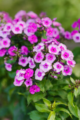 Tall blooming stems of Classic Cassis phlox