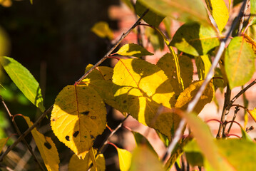 Fototapeta premium Autumn in the garden - yellow leaves on a small tree branch illuminated by sunlight.